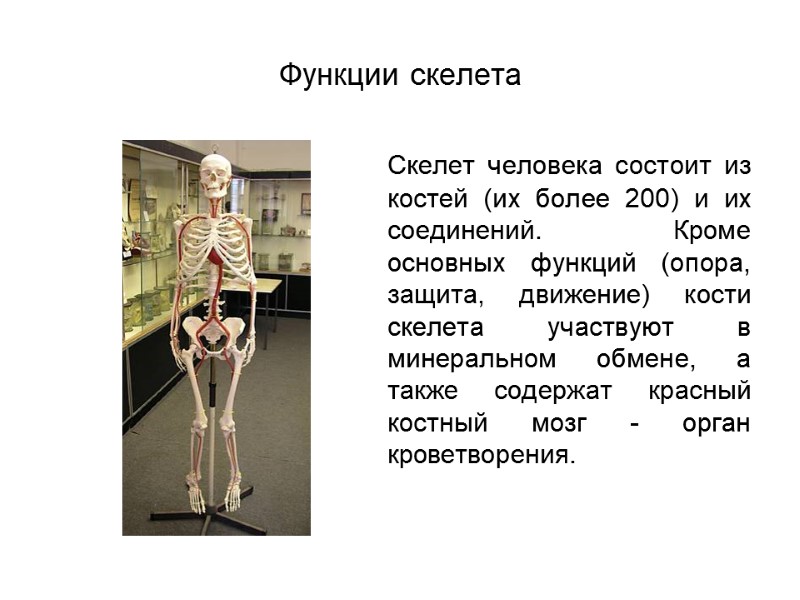 Функции скелета  Скелет человека состоит из костей (их более 200) и их соединений.